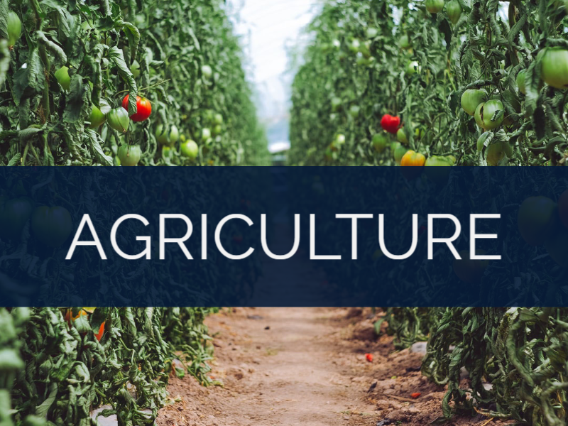 RANK IN THE CITY - CHARLOTTE NC | INTERNET MARKETING SERVICE | GROW YOUR BUSINESS | Agriculture-Industry